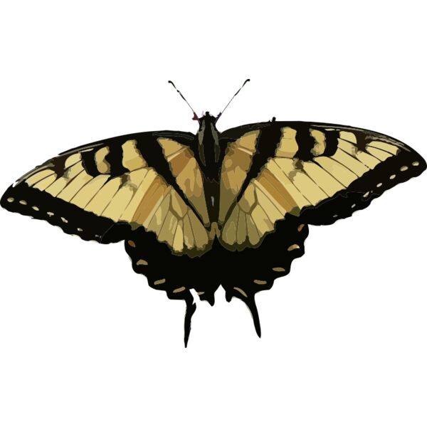 Papilio glaucus Thumbnail